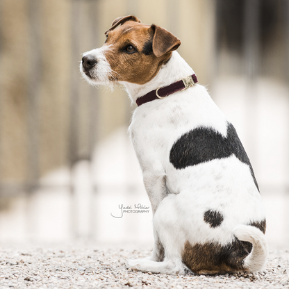 Corduroy dog ​​collar - Kentucky