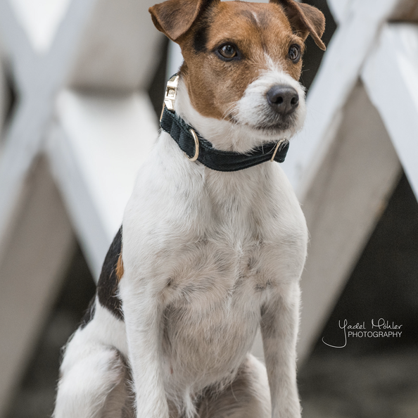 Corduroy dog ​​collar - Kentucky