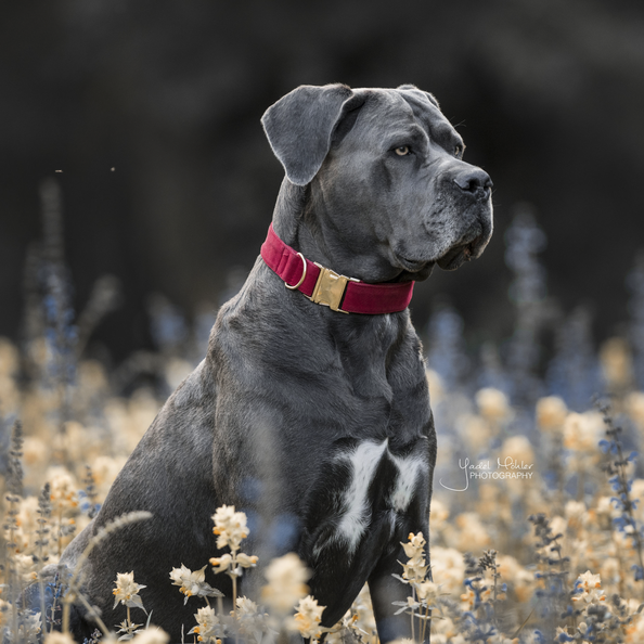Corduroy dog ​​collar - Kentucky