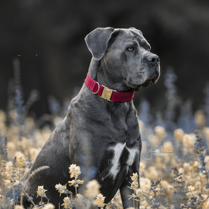 Corduroy dog ​​collar - Kentucky