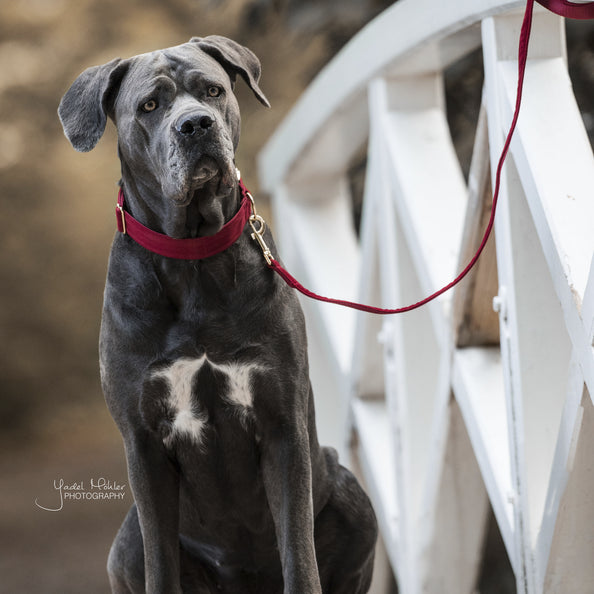 Laisse pour chien Corduroy - Kentucky