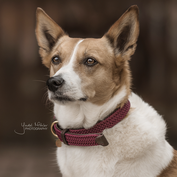 Collier pour chien en Nylon tressé - Kentucky