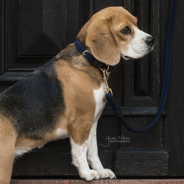 Laisse pour chien en Nylon tressée  - Kentucky