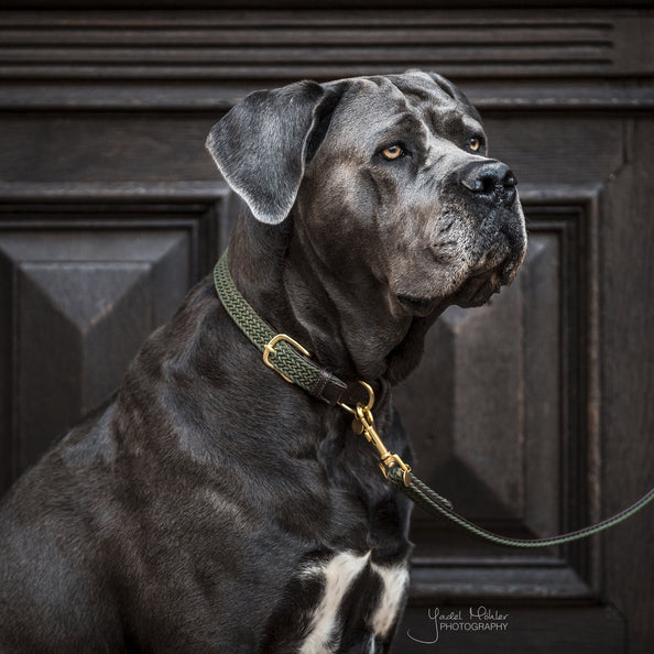 Braided Nylon Dog Leash - Kentucky