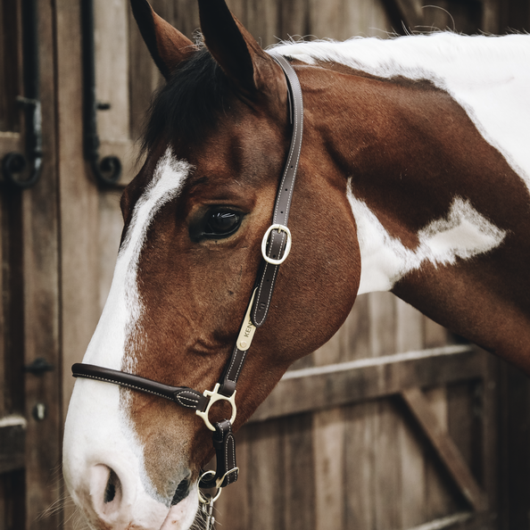 Leather grooming halter - Kentucky