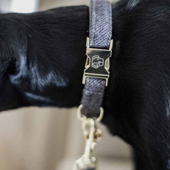 Collier pour chien Wool  - Kentucky