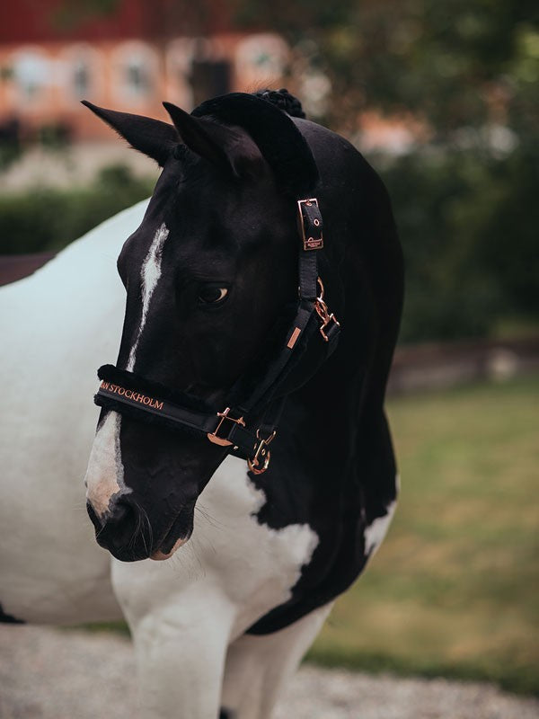 Licol doublé mouton et longe Equestrian Stockholm - DARK SKY