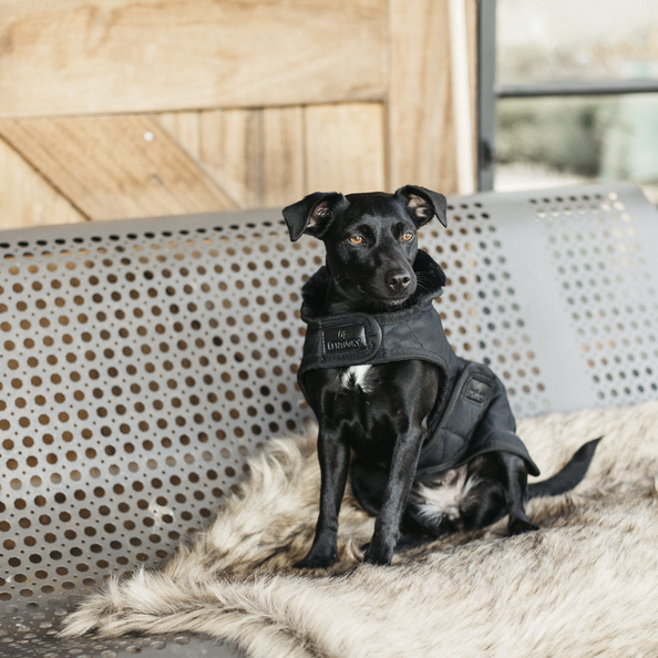 Manteau pour chien Original - Kentucky