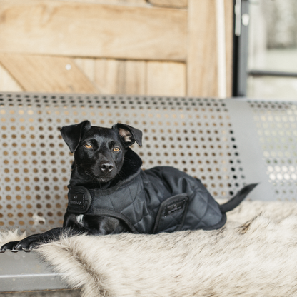 Manteau pour chien Original - Kentucky