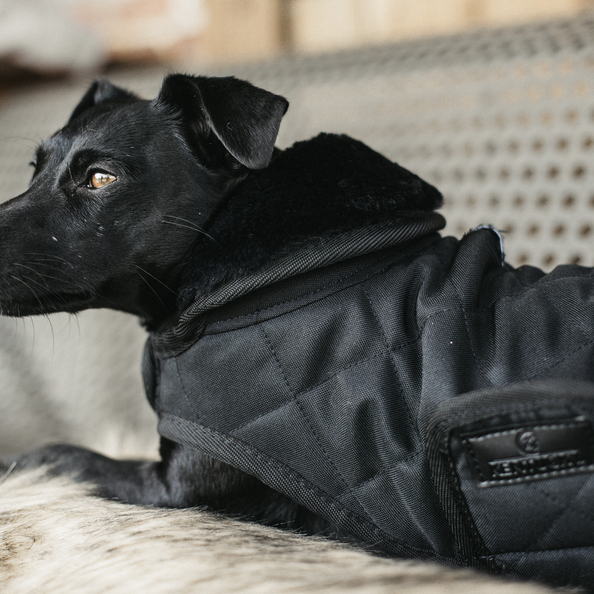 Manteau pour chien Original - Kentucky