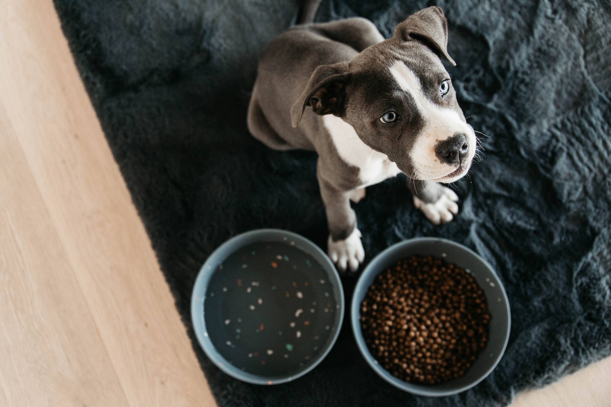 Bol pour chien Bamboo Terrazzo - Kentucky