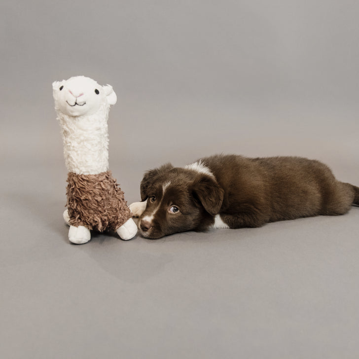 Alpaca Alfredo Dog Toy - Kentucky