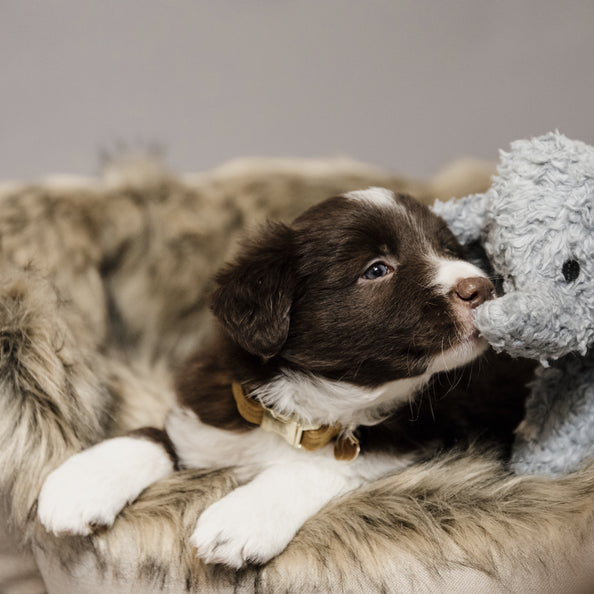 Jouet pour chien Eléphant Elsa - Kentucky