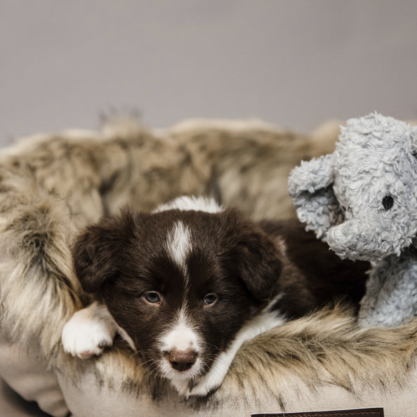 Jouet pour chien Eléphant Elsa - Kentucky