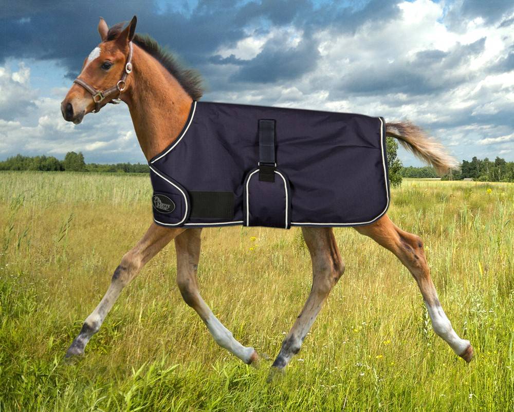 Newborn Foal Blanket - Harry&