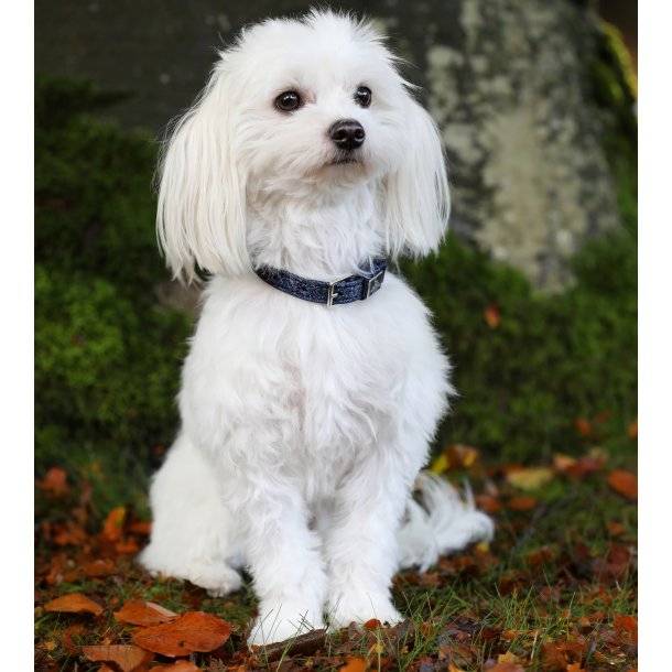Collier pour chien Hollywood Glamorous - SD Design