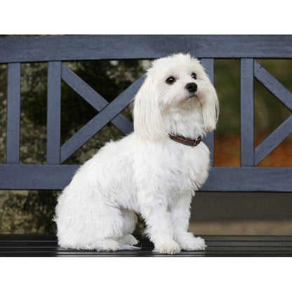 Collier pour chien Hollywood Glamorous - SD Design