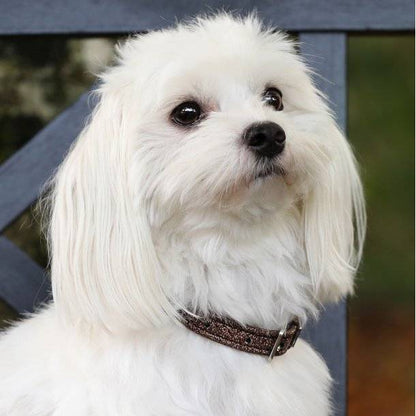 Collier pour chien Hollywood Glamorous - SD Design