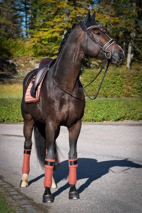 Cinnamon Spice saddle pad - Equito