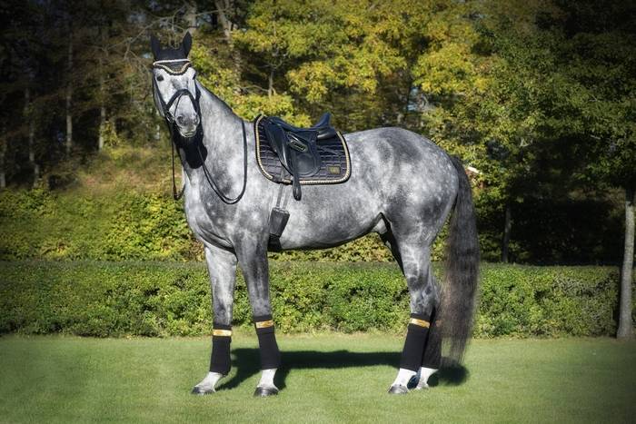 Saddle pad Black/Gold - EQUITO 