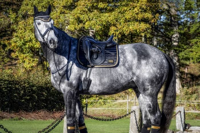 Saddle pad Black/Gold - EQUITO 