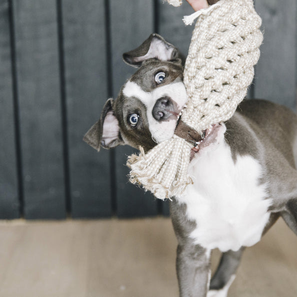 Jouet pour chien avec corde en coton Pineapple  - Kentucky