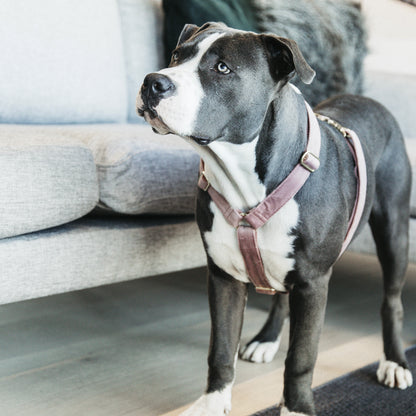 Velvet Dog Harness - Kentucky