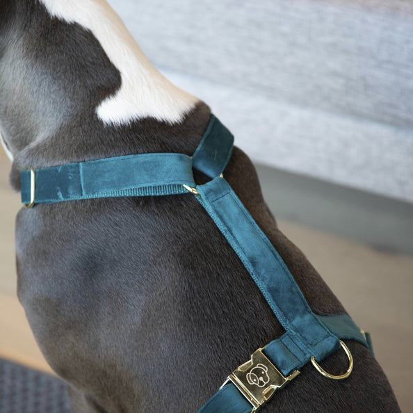 Velvet Dog Harness - Kentucky