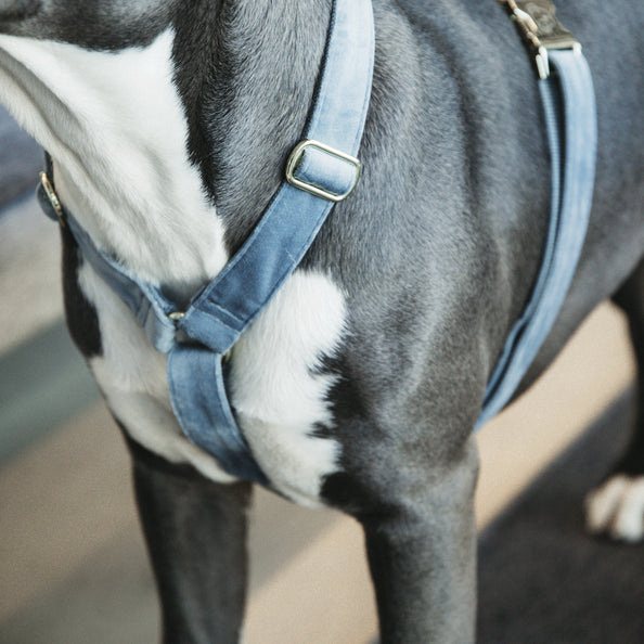 Velvet Dog Harness - Kentucky