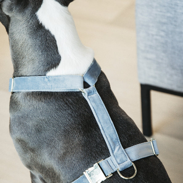 Velvet Dog Harness - Kentucky