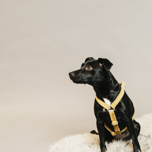 Velvet Dog Harness - Kentucky