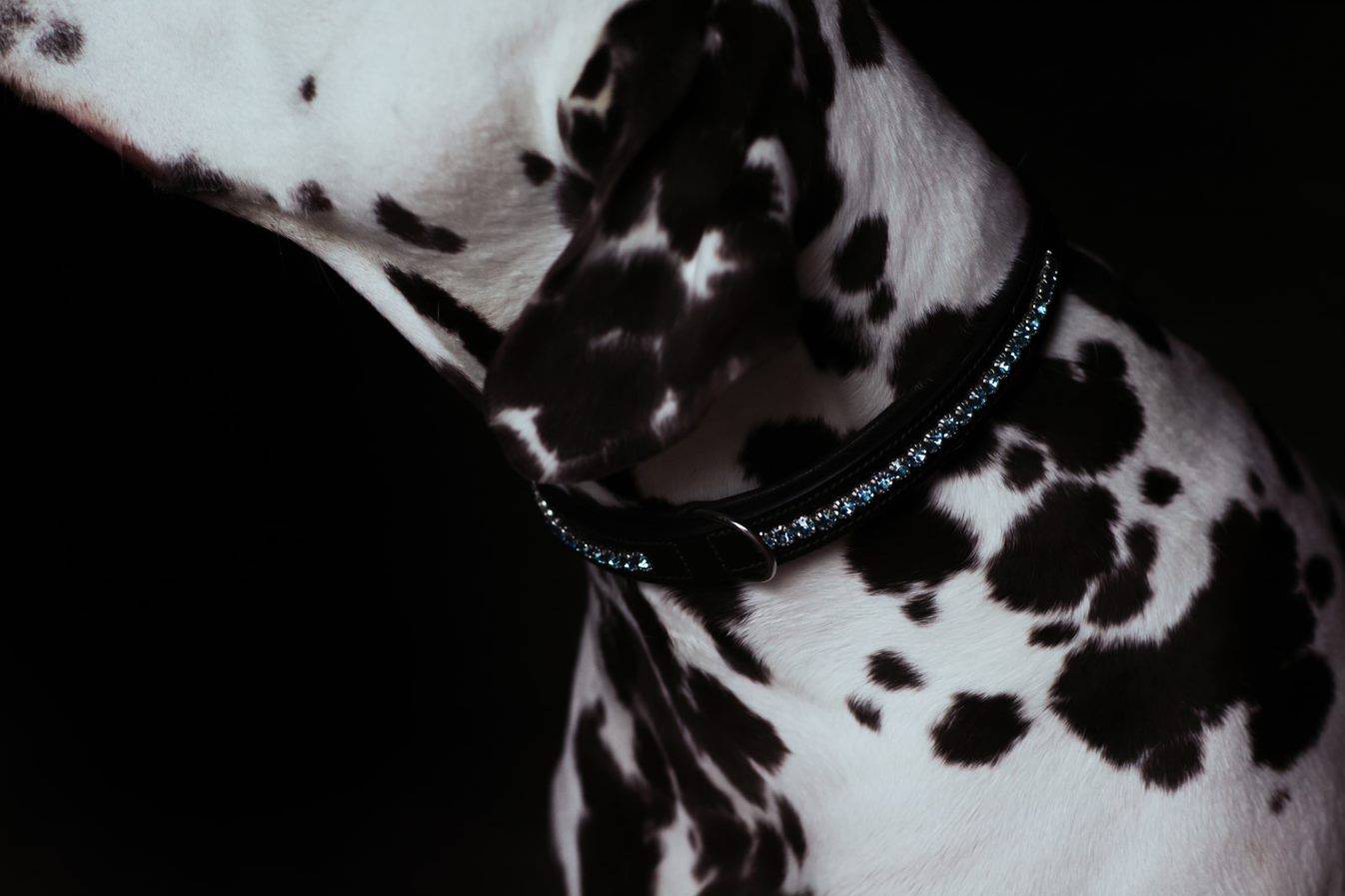 Collier pour chien Equestrian Stockholm - Parisian Blue