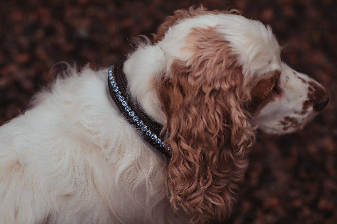 Collier pour chien Equestrian Stockholm - Parisian Blue