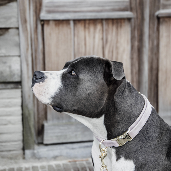 Velvet dog collar - Kentucky