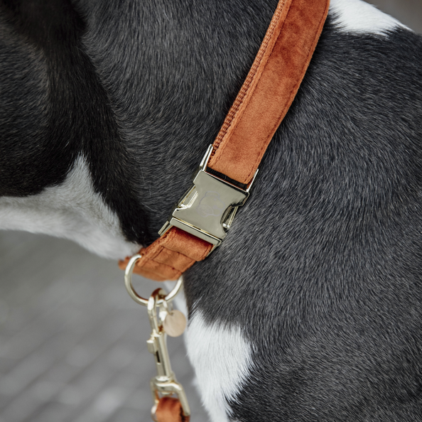 Velvet dog collar - Kentucky