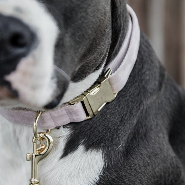 Velvet dog collar - Kentucky
