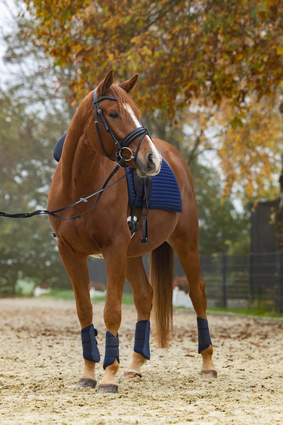 Classic mesh dressage gaiters White Rose Gold - Equestrian Stockholm