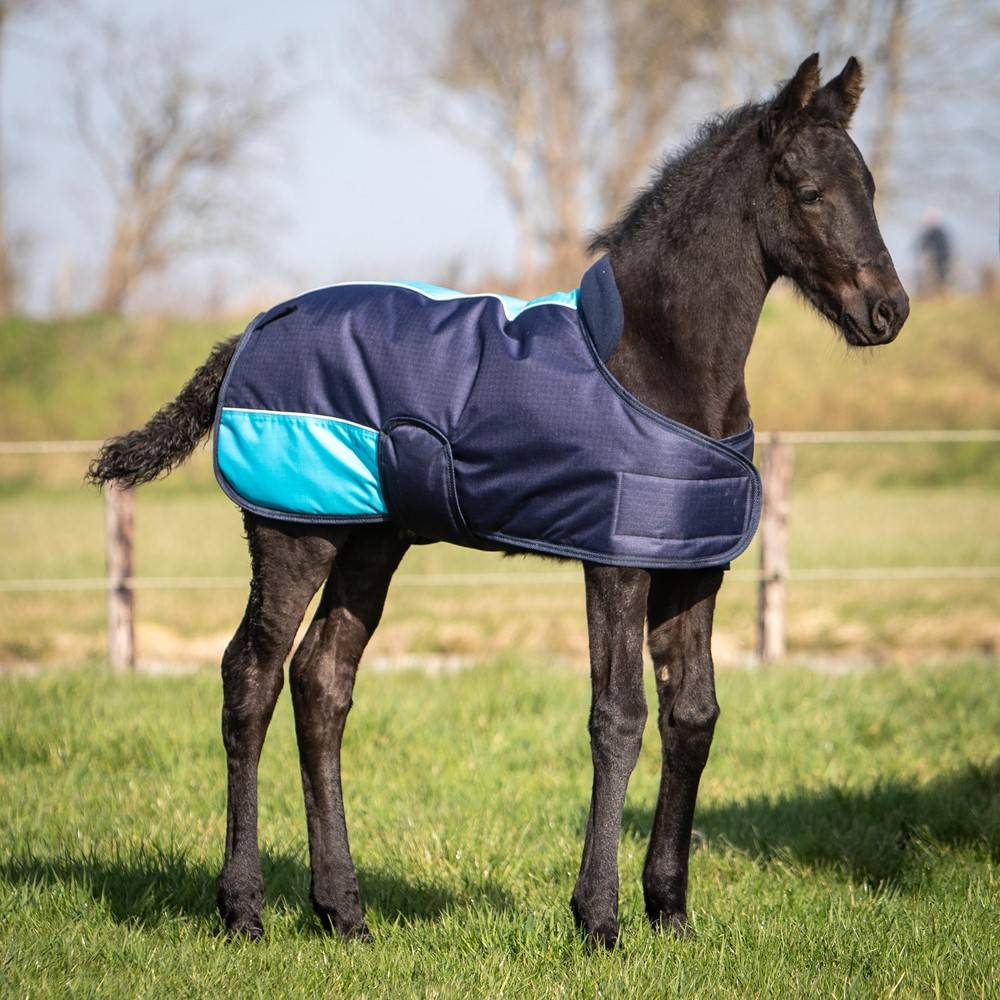 TwoTone foal blanket - Harry&