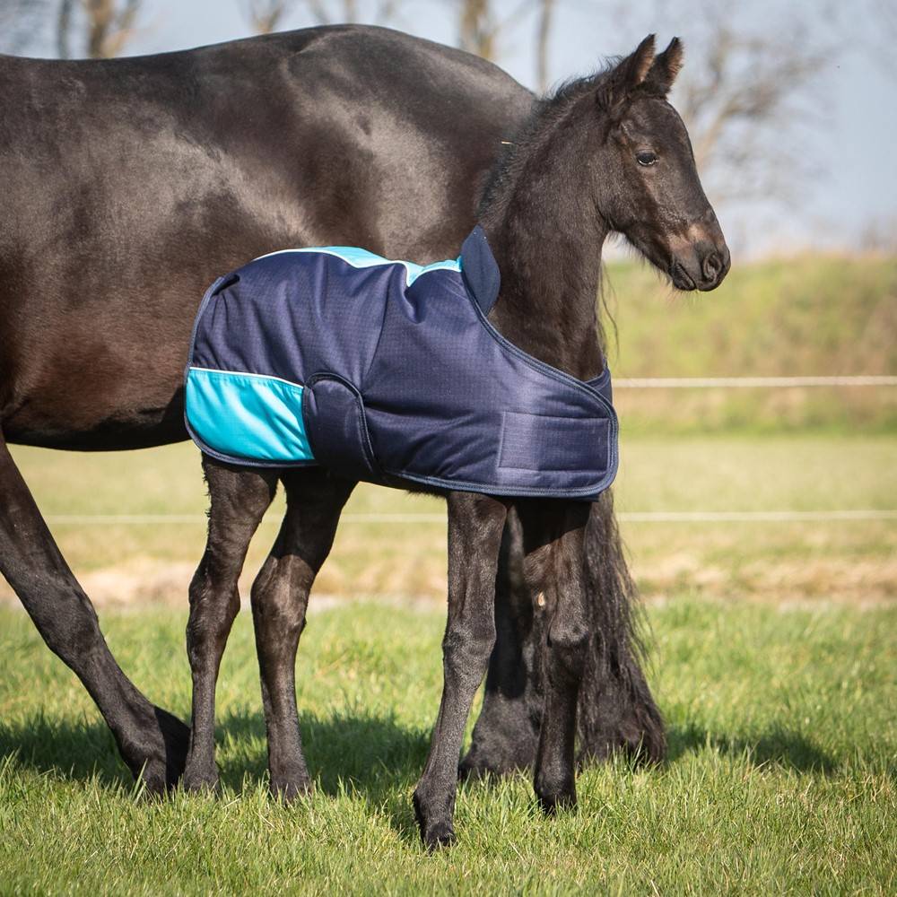 TwoTone foal blanket - Harry&