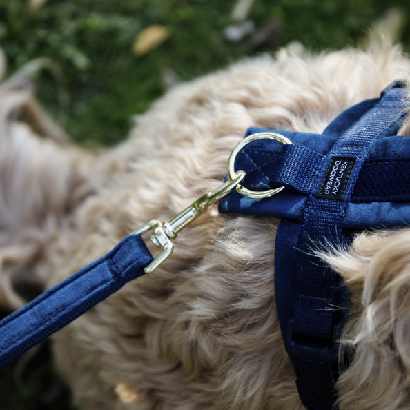 Velvet 2m dog leash - Kentucky