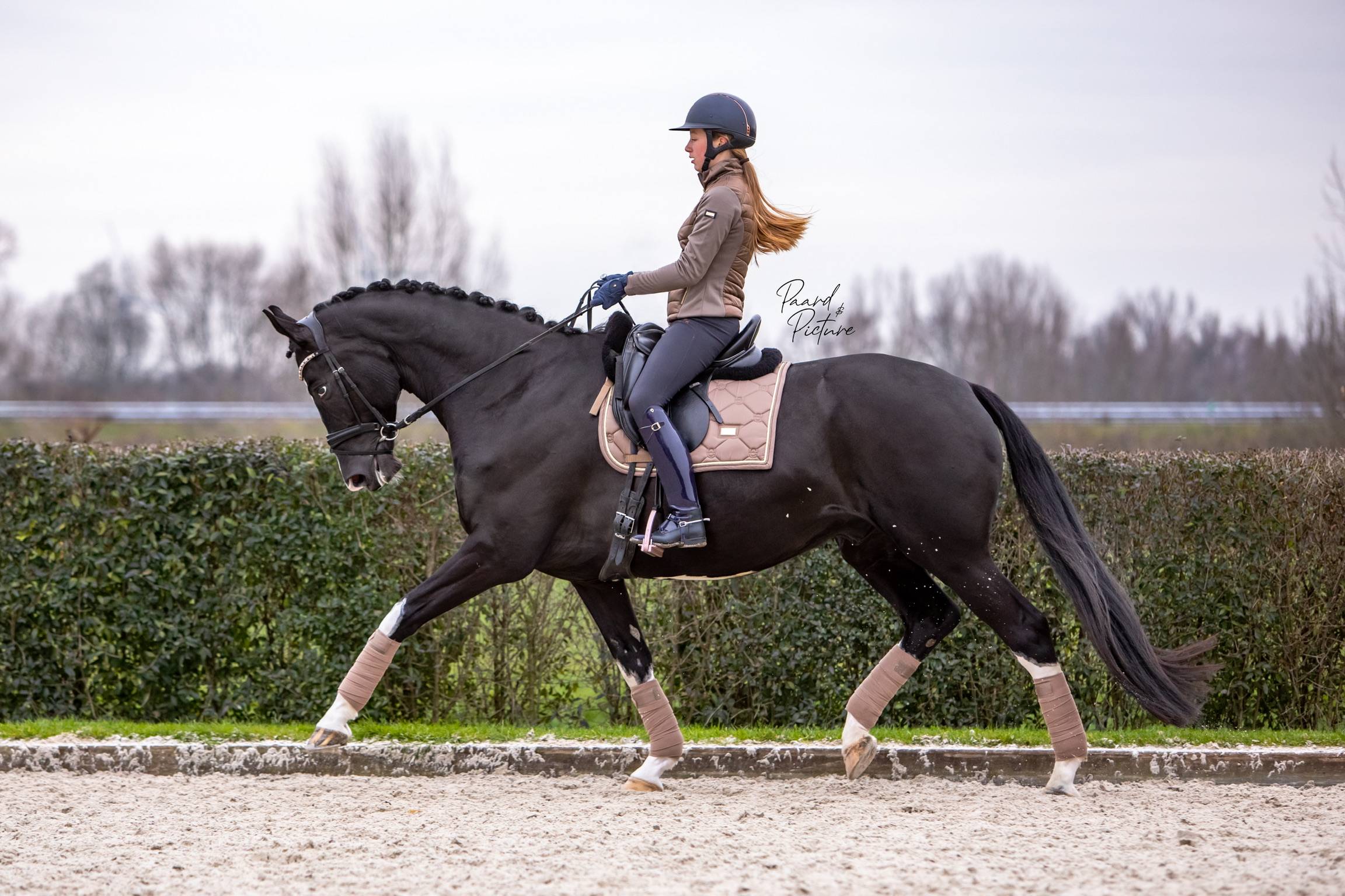 Bandes de polo Champagne - Equestrian Stockholm