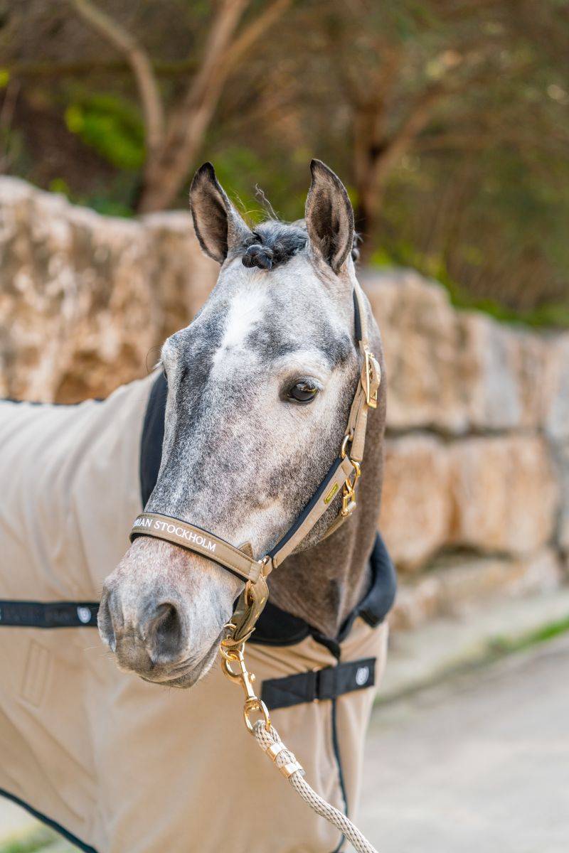 Licol et longe Sportive Chantelle - Equestrian Stockholm