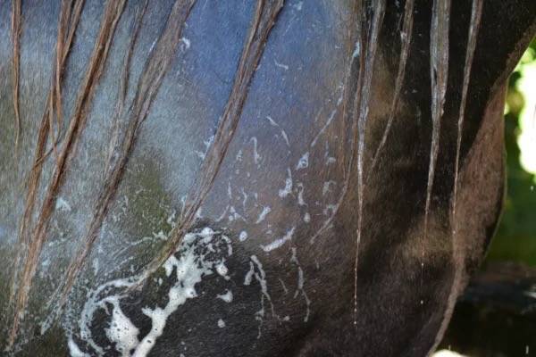 Shampoing Easy Shine Grey - Laboratoire Ravene