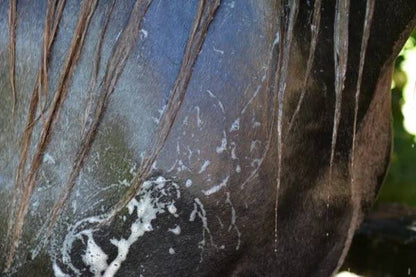 Shampoing Easy Shine Grey - Laboratoire Ravene