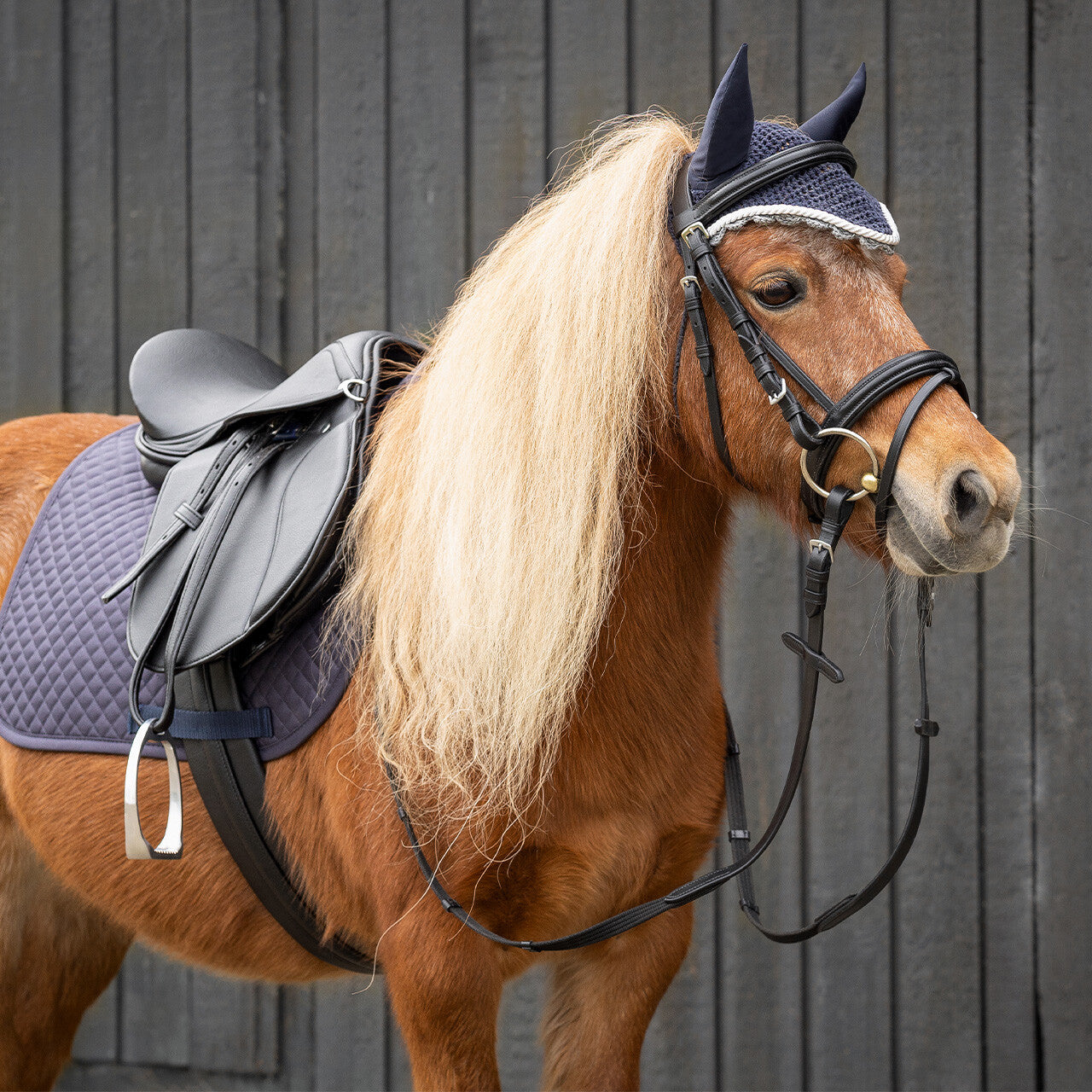 Equipement complet selle et filet pour enfant - QHP