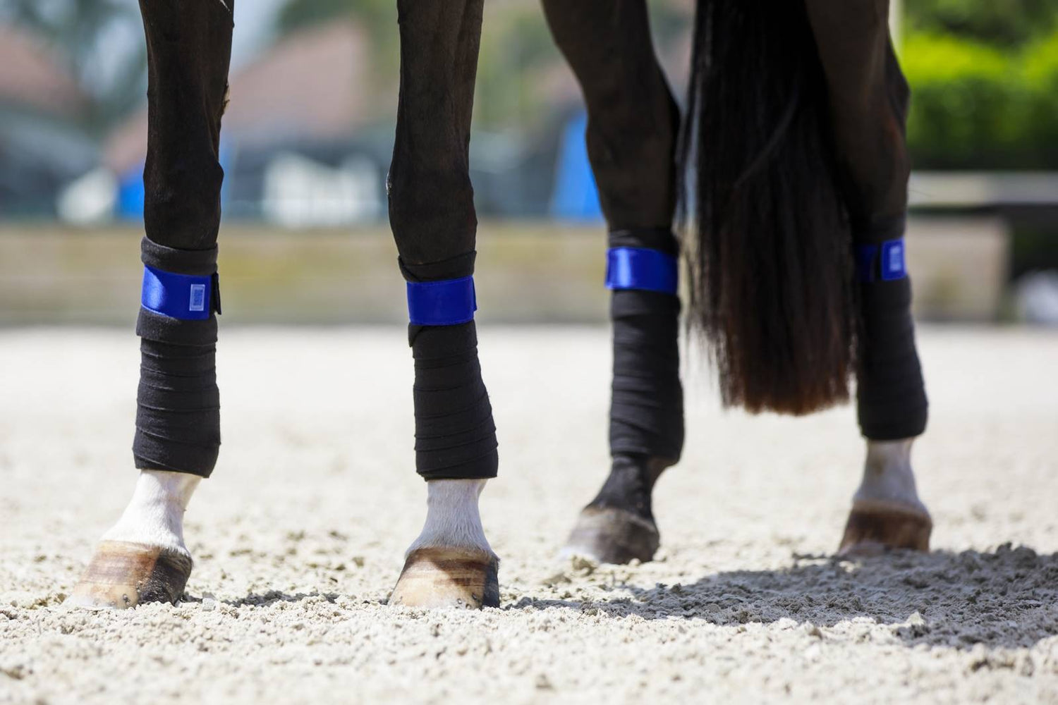 Bandes de polo Royal Blue - Equito