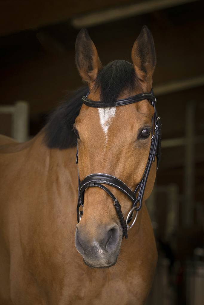 Rock bridle - Norton 