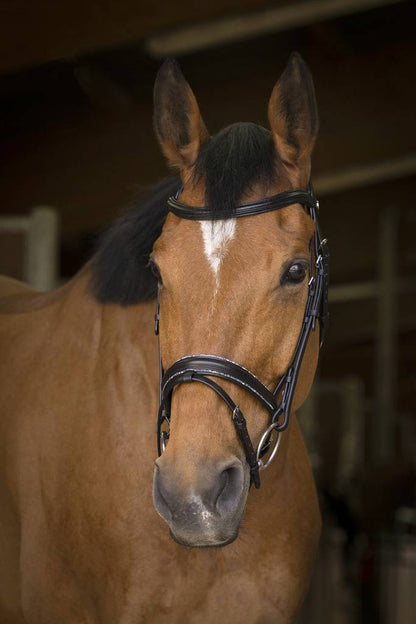 Rock bridle - Norton 