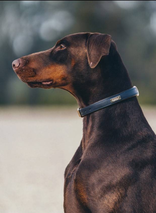 Royal Classic dog collar - Equestrian Stockholm