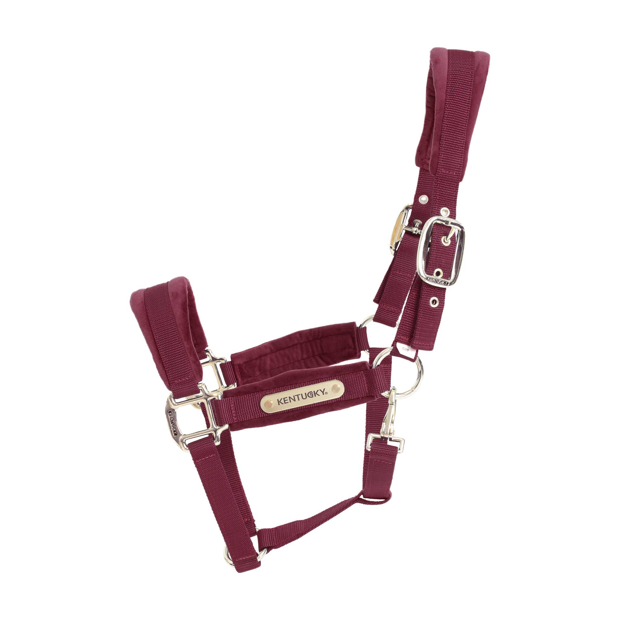 Licol Velvet Bordeaux - Kentucky